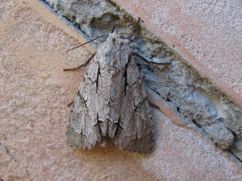 Acronicta da determinare?