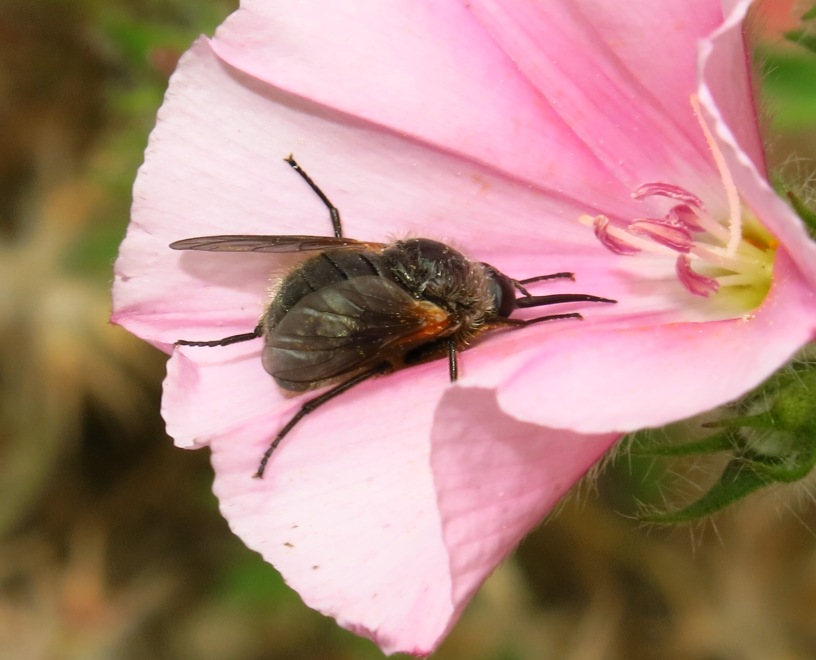 Bombyliidae da determinare?