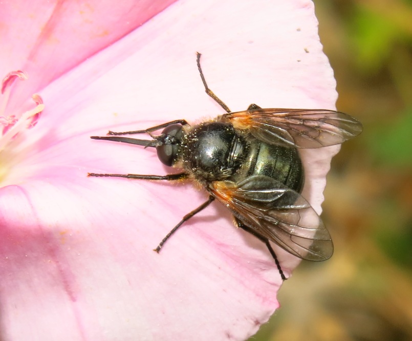 Bombyliidae da determinare?