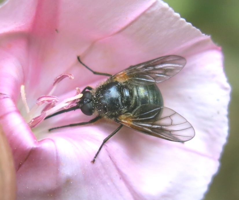 Bombyliidae da determinare?