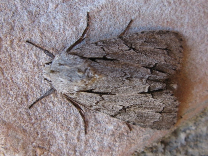 Acronicta da determinare?