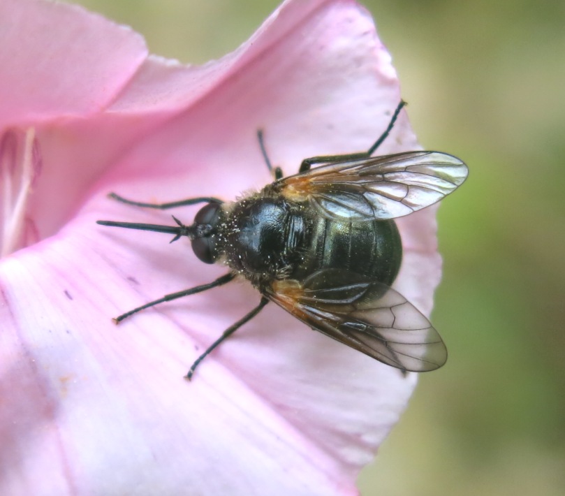 Bombyliidae da determinare?