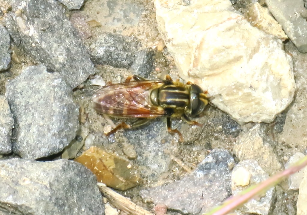 Syrphidae - Merodon avidus?