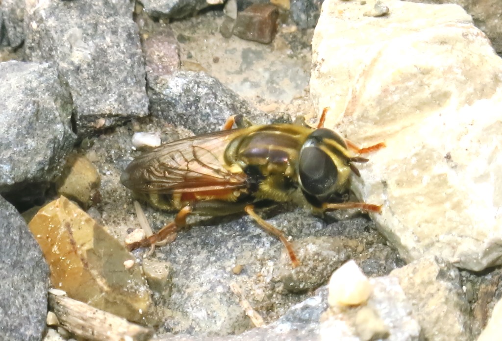 Syrphidae - Merodon avidus?