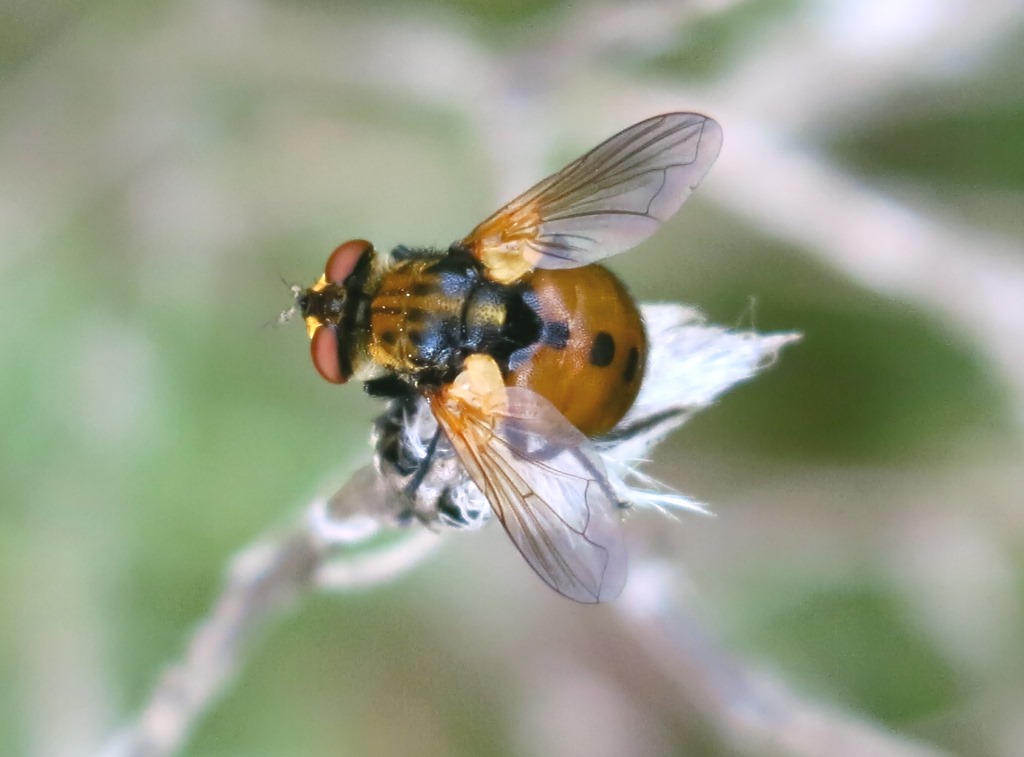 Tachinidae - Gymnosoma da determinare?