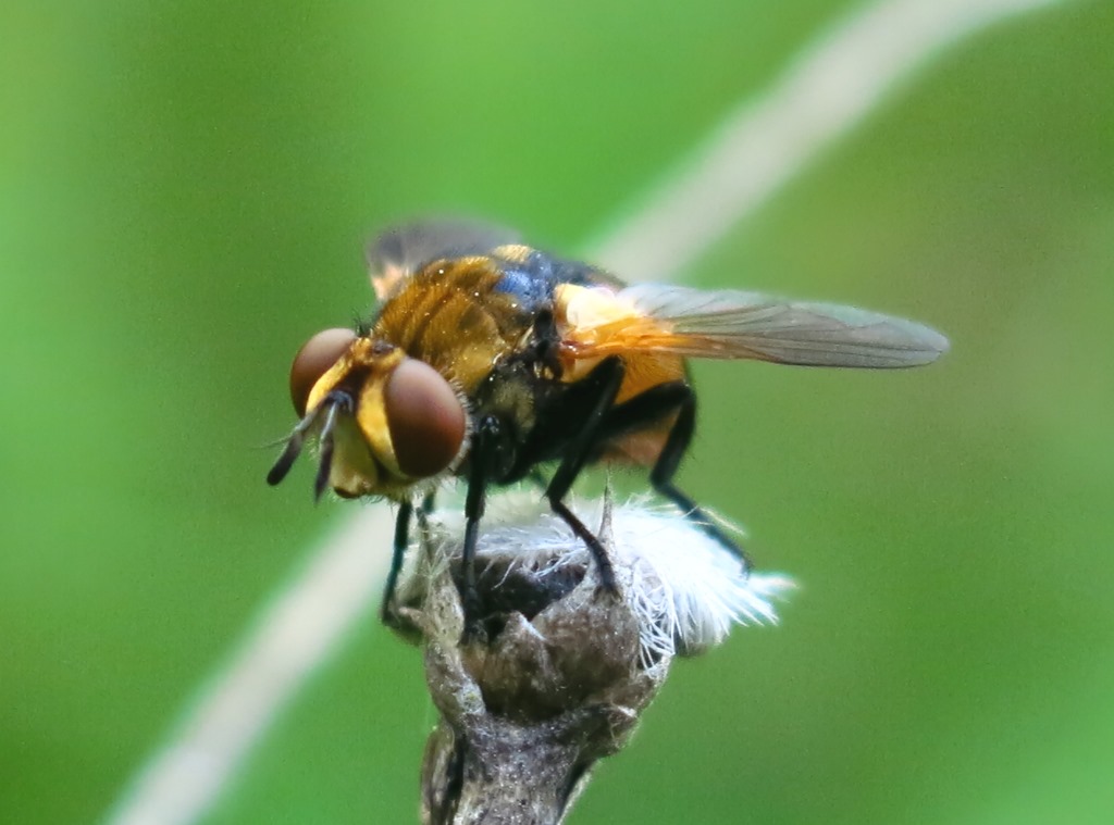 Tachinidae - Gymnosoma da determinare?