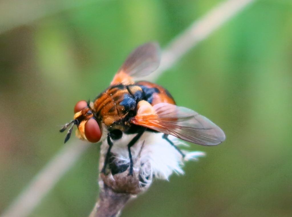 Tachinidae - Gymnosoma da determinare?