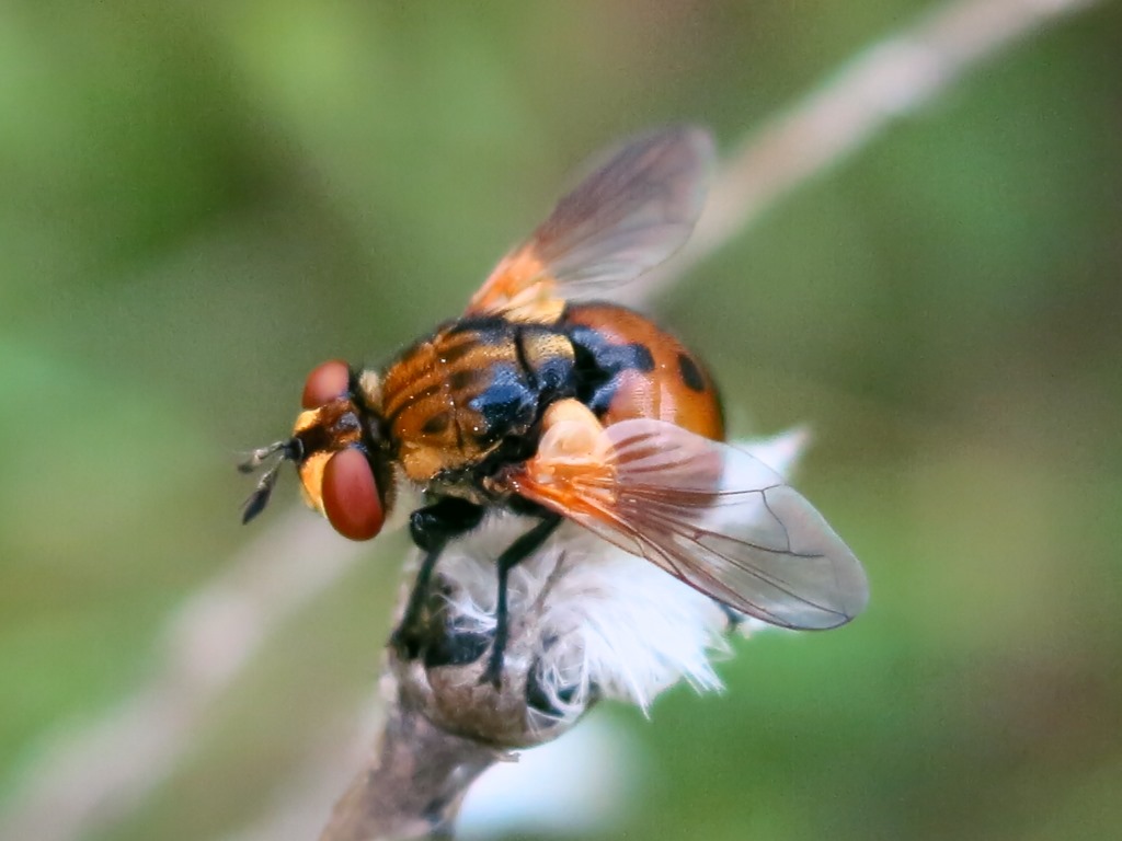 Tachinidae - Gymnosoma da determinare?