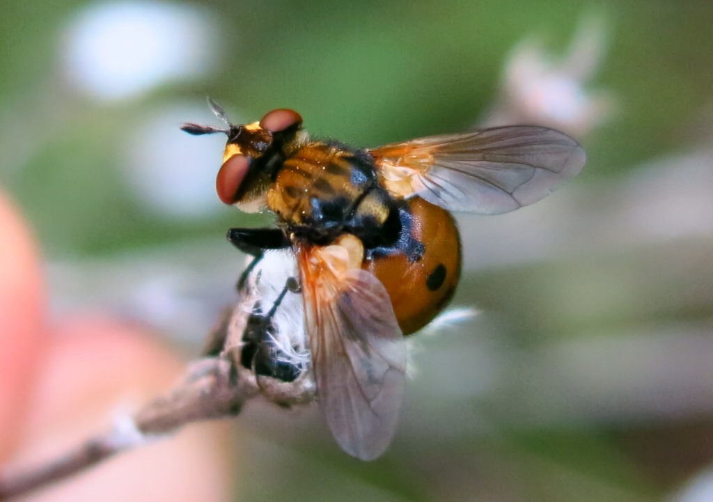 Tachinidae - Gymnosoma da determinare?