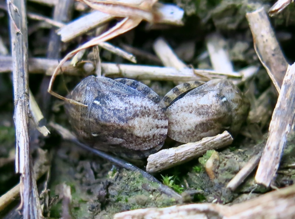 Eurygaster maura (Scutelleridae)