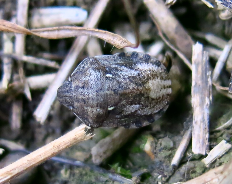 Eurygaster maura (Scutelleridae)