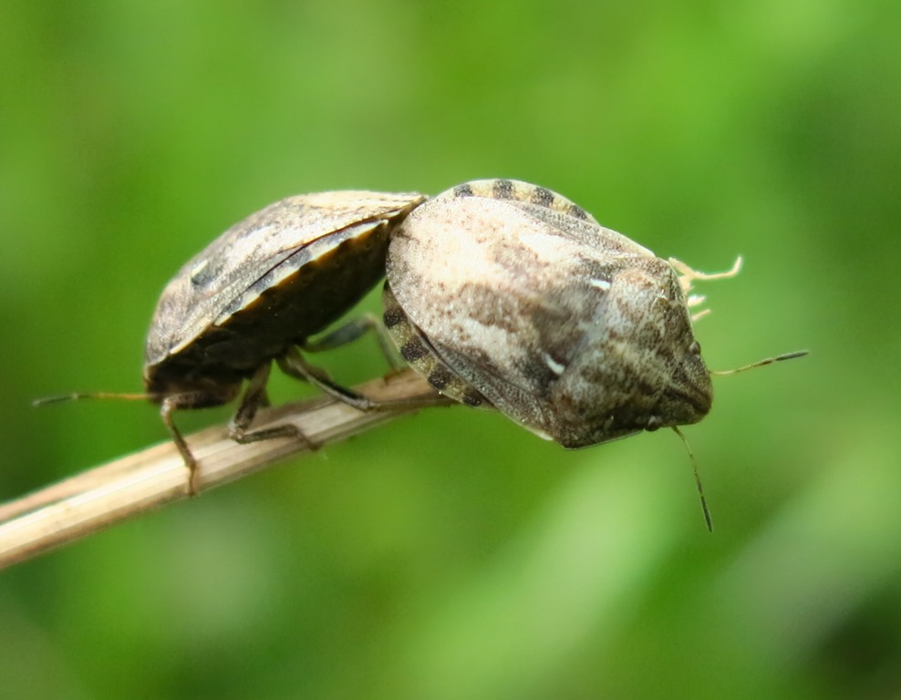 Eurygaster maura (Scutelleridae)