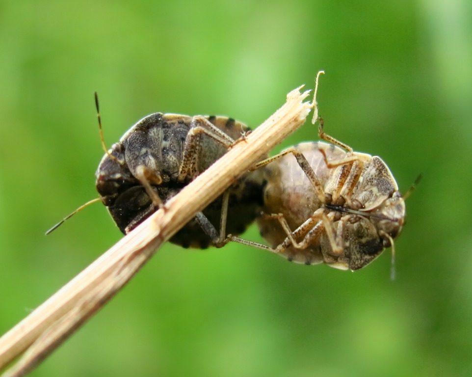 Eurygaster maura (Scutelleridae)