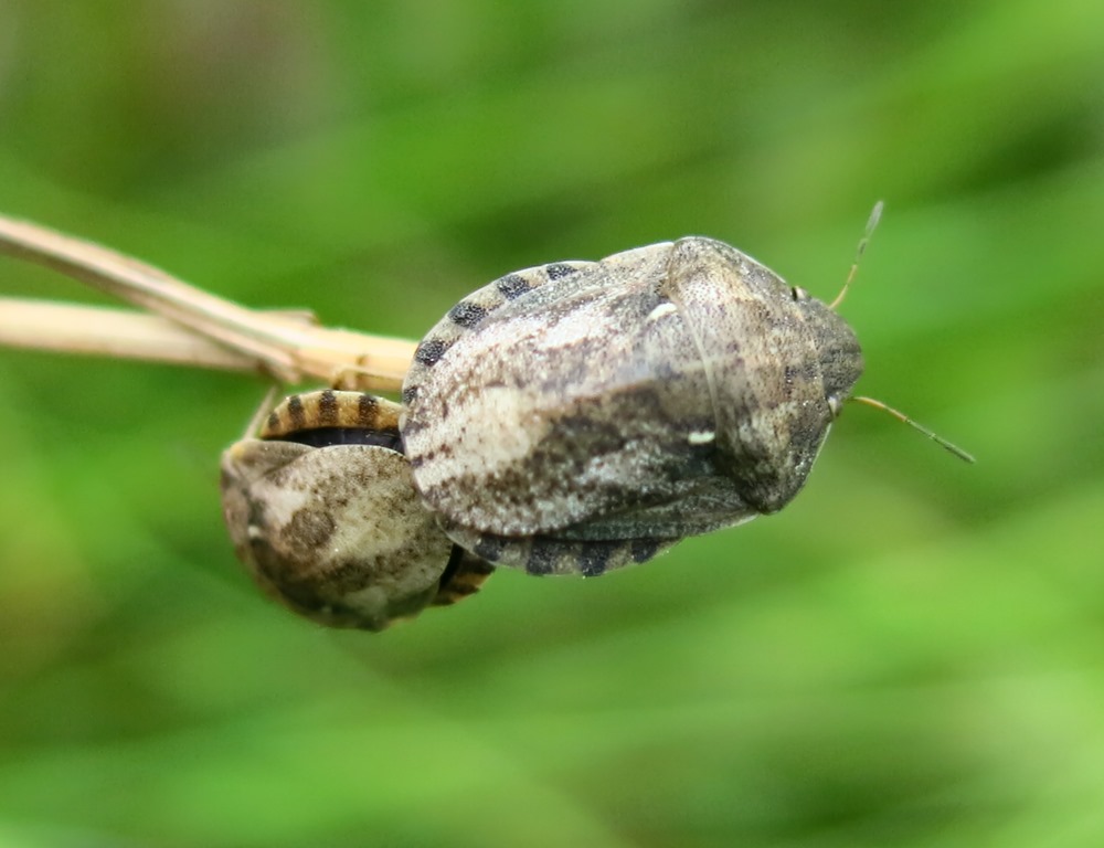 Scutellaridae: Eurygaster maura ed Eurygaster testudinaria