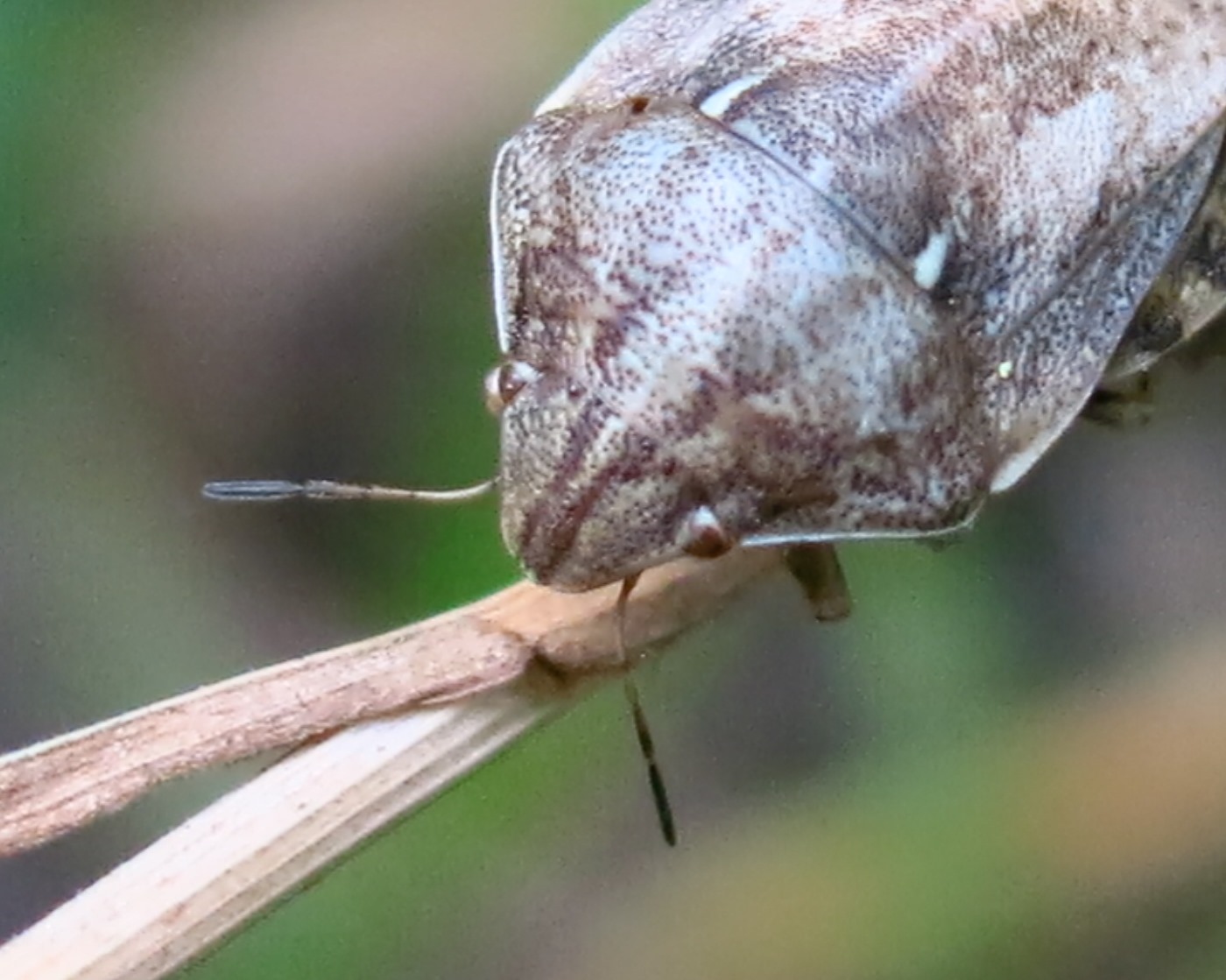 Eurygaster maura (Scutelleridae)