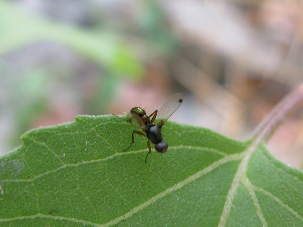 Sepsis sp. (Sepsidae)