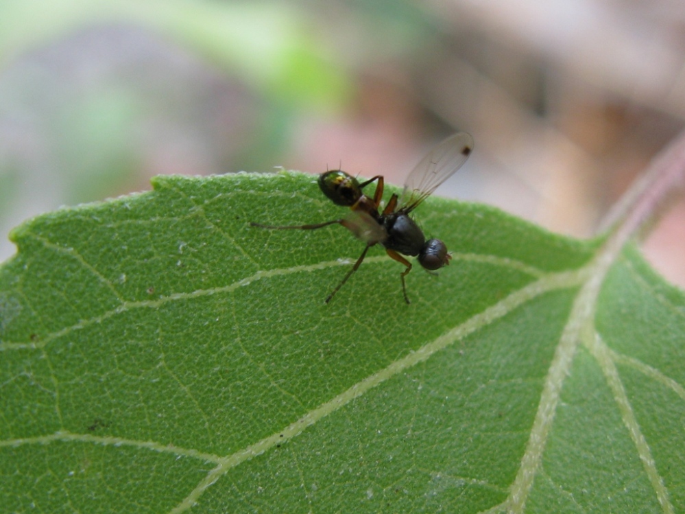 Sepsis sp. (Sepsidae)