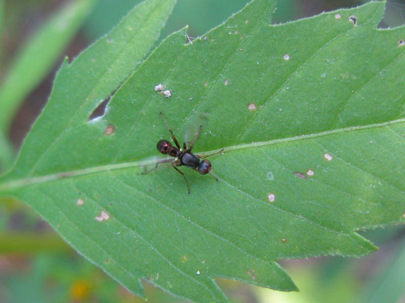 Sepsis sp. (Sepsidae)