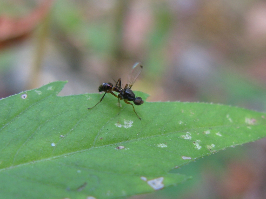 Sepsis sp. (Sepsidae)