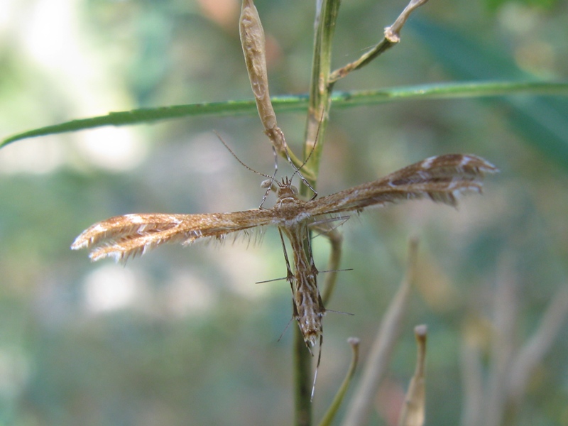 Pterophotidae da identificare?