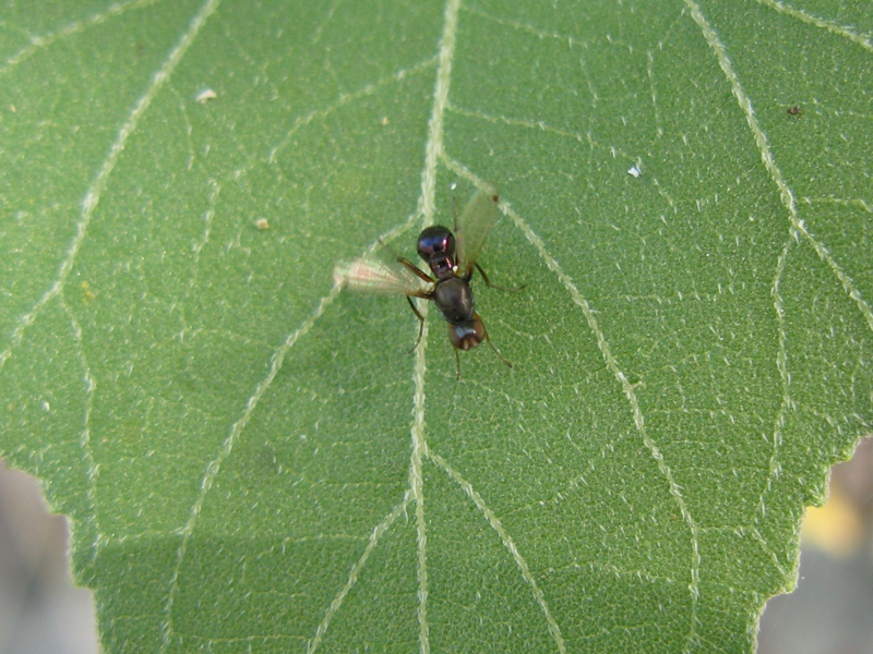 Sepsis sp. (Sepsidae)