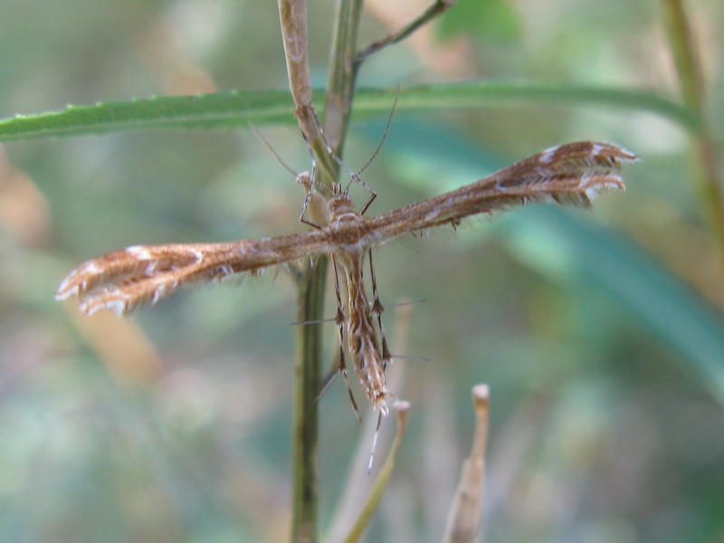 Pterophotidae da identificare?