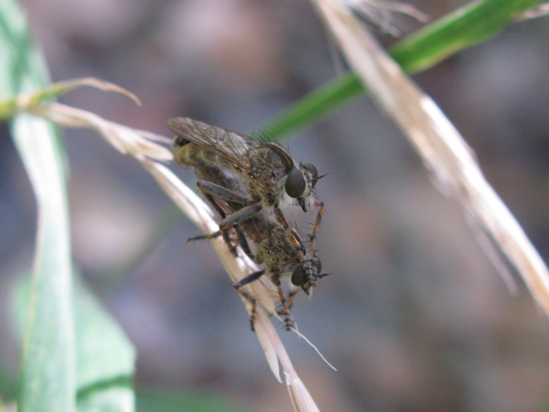 ASILIDAE da determinare???