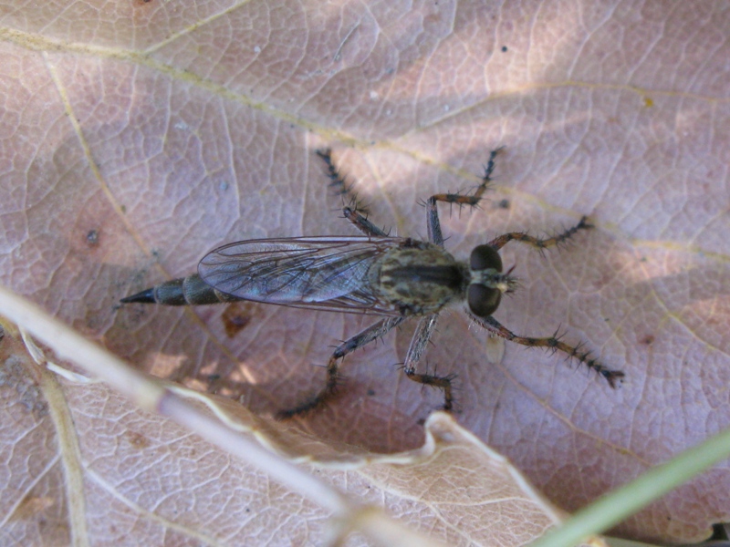 ASILIDAE da determinare???