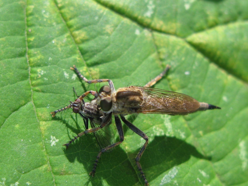 ASILIDAE da determinare???