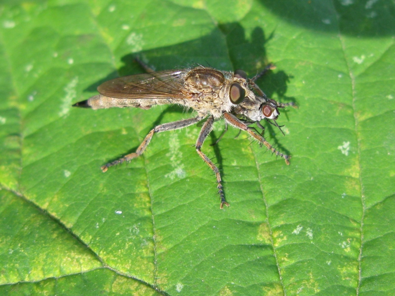 ASILIDAE da determinare???