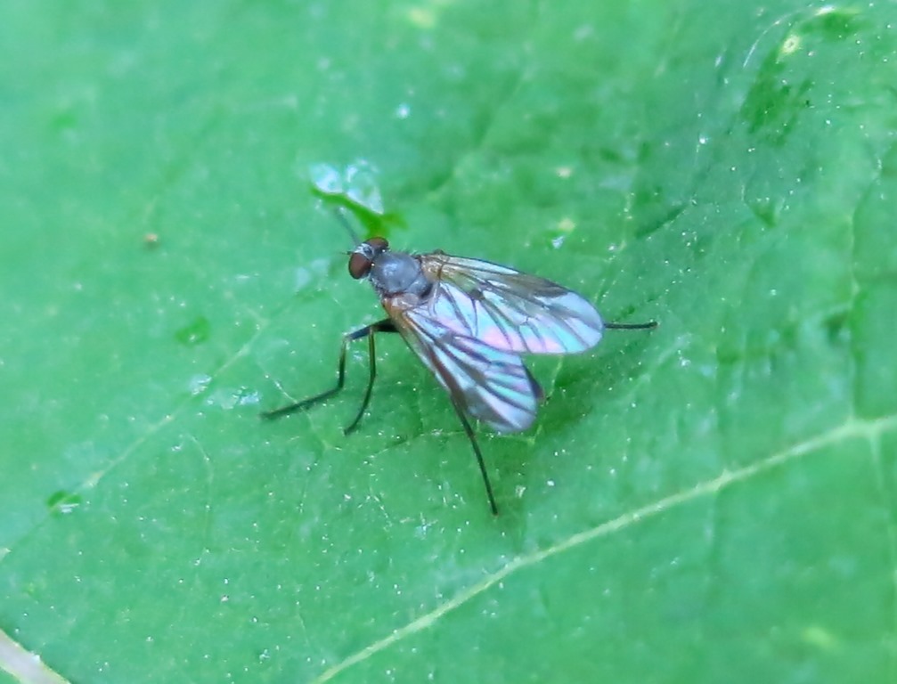 Rhagio sp. femmina (Rhagionidae)