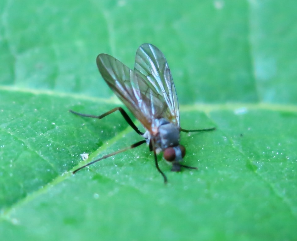 Rhagio sp. femmina (Rhagionidae)