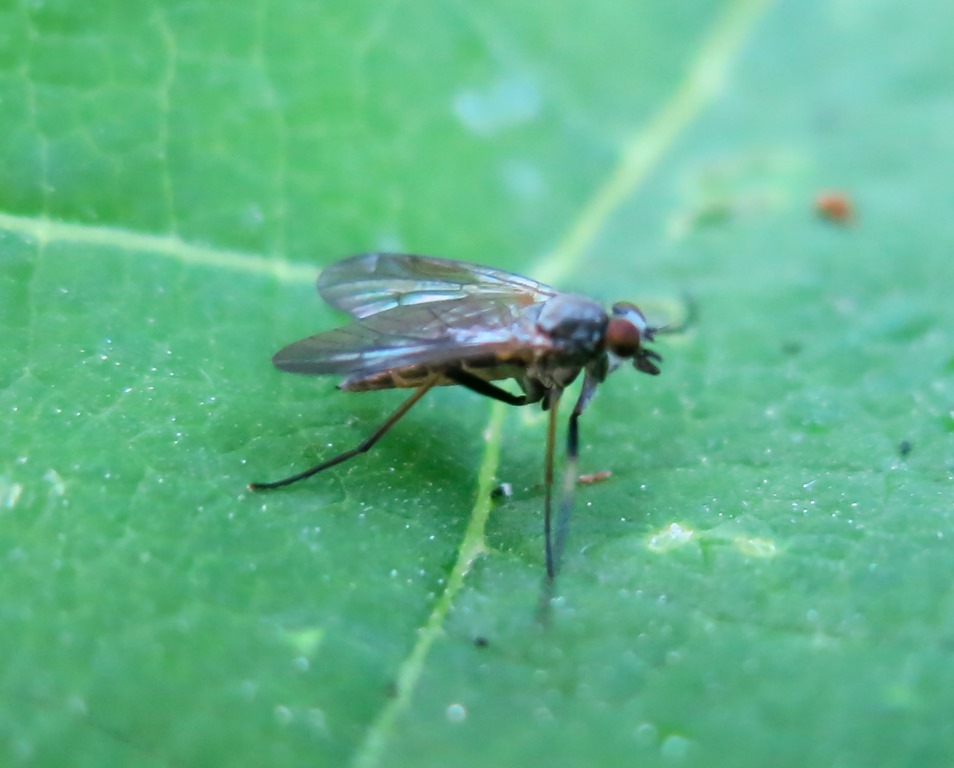 Rhagio sp. femmina (Rhagionidae)