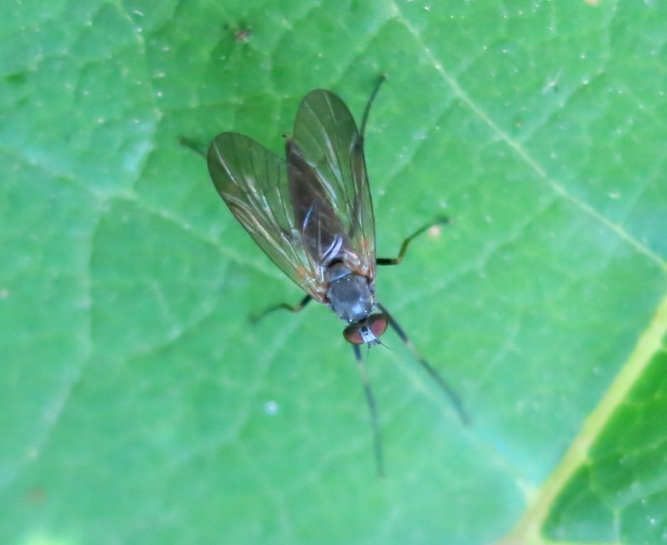 Rhagio sp. femmina (Rhagionidae)