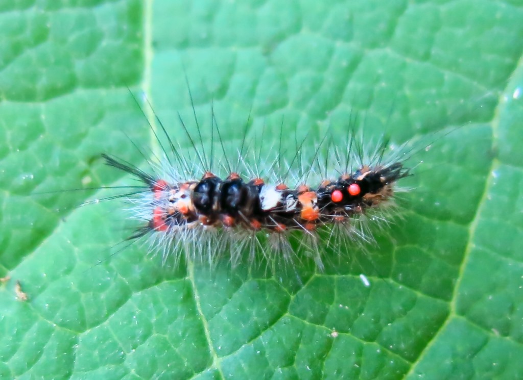 piccolo bruco da determinare - Orgyia (Orgyia) antiqua