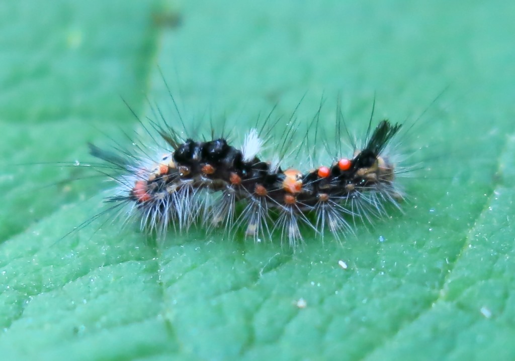 piccolo bruco da determinare - Orgyia (Orgyia) antiqua