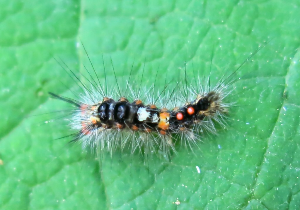 piccolo bruco da determinare - Orgyia (Orgyia) antiqua