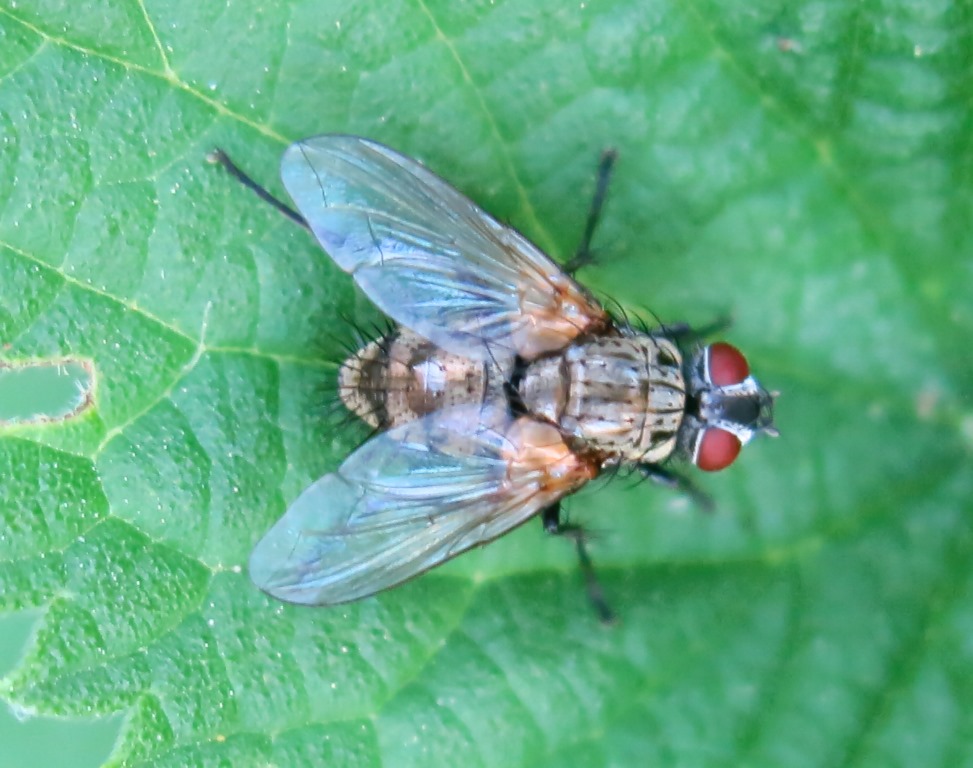 Tachinidae Dexiinae