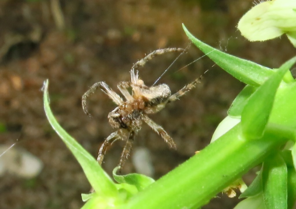 Gibbaranea gibbosa - Acquapendente (VT)