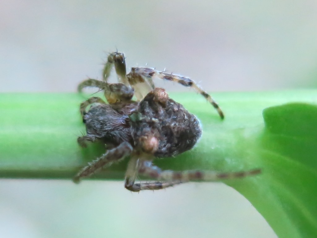 Gibbaranea gibbosa - Acquapendente (VT)