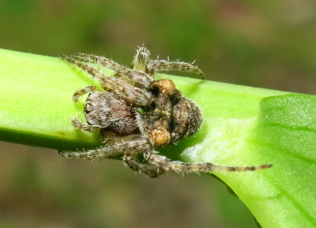 Gibbaranea gibbosa - Acquapendente (VT)