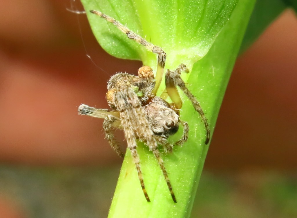 Gibbaranea gibbosa - Acquapendente (VT)