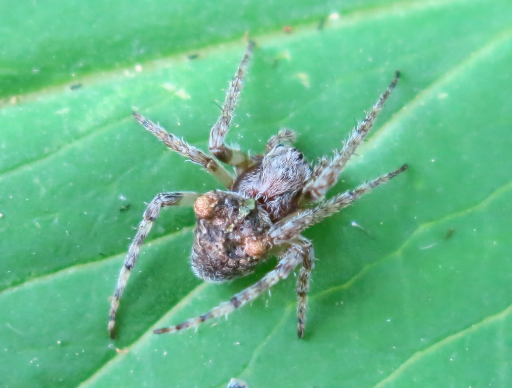 Gibbaranea gibbosa - Acquapendente (VT)