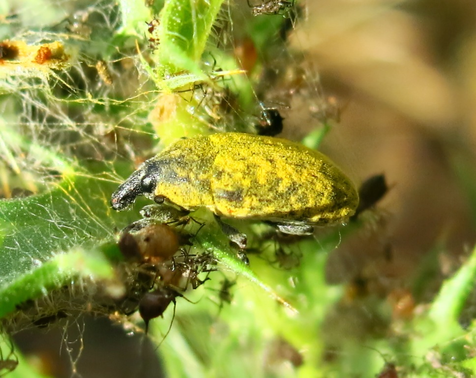 Curculionidae - Larinus flavescens (cfr.)