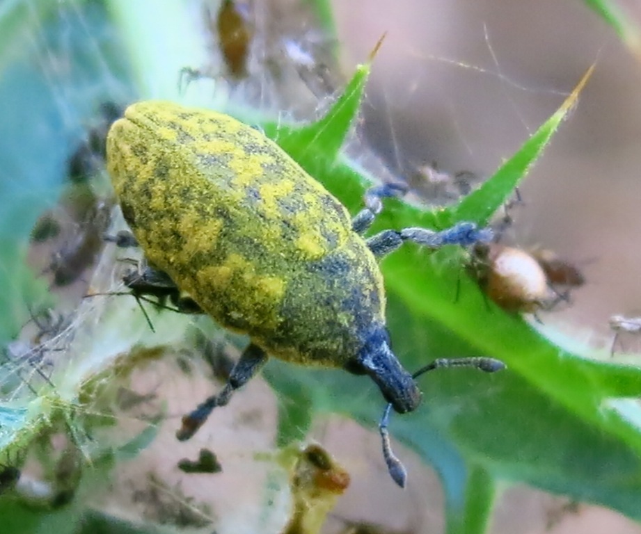 Curculionidae - Larinus flavescens (cfr.)