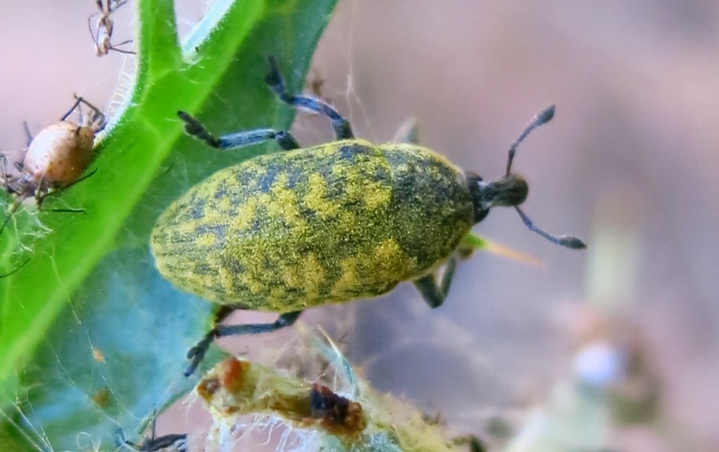 Curculionidae - Larinus flavescens (cfr.)