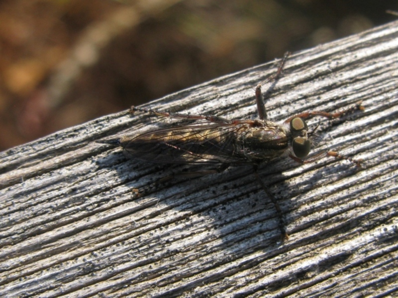 asilidae da determinare?