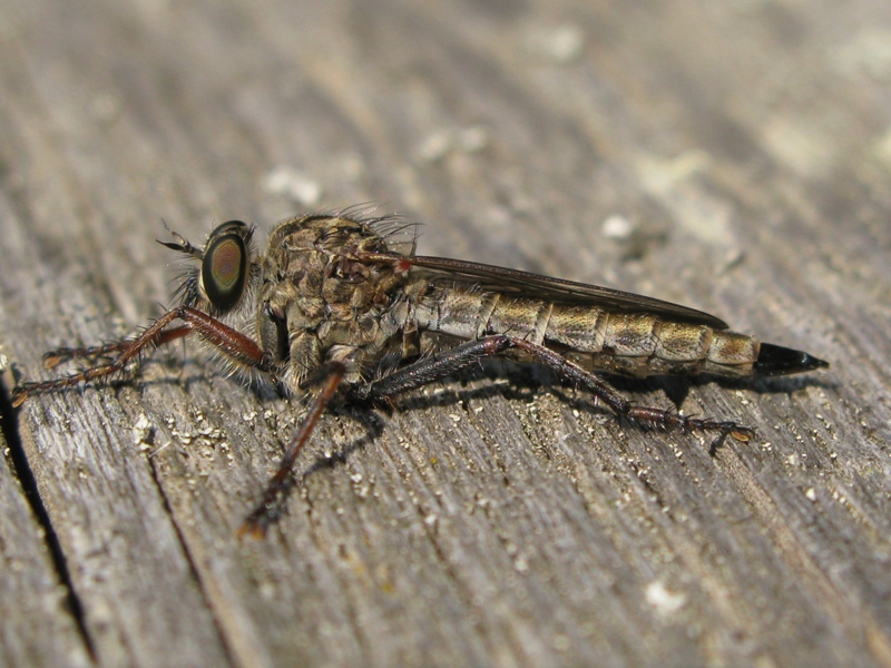 asilidae da determinare?