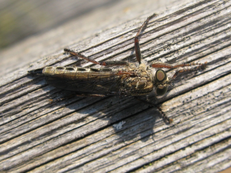 asilidae da determinare?