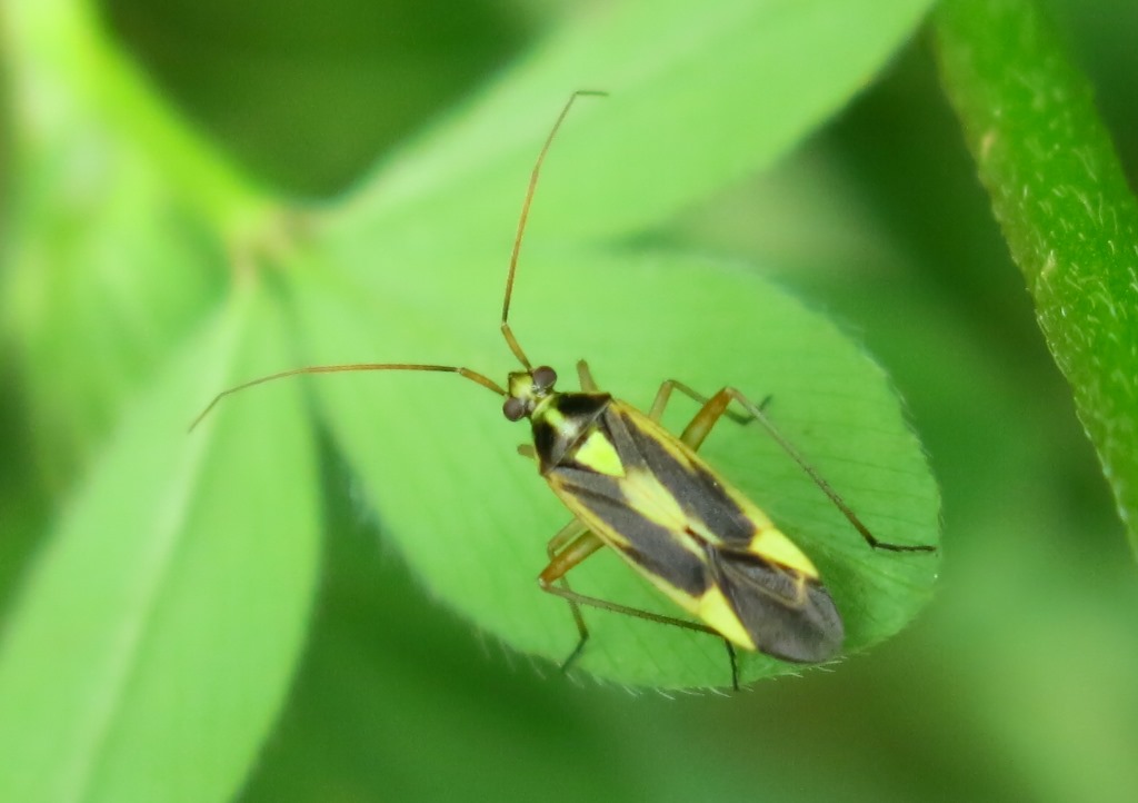 Miridae: Stenotus binotatus del Viterbese